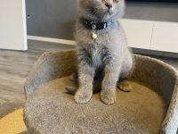 Bkh Kitten mit Stammbaum