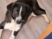 Der liebe Tobbi hat einen Wunsch