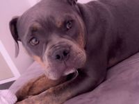 Old english bulldoge