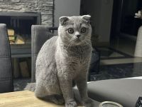 BKH sehr verschmust!!