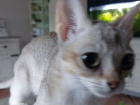 Singapura Kitten abzugeben