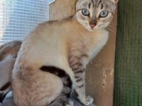 Zwei Siamkatzen DRINGEND abzugeben