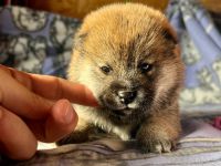 Reinrassige Shiba Inu Welpen mit FCI Stammbaum