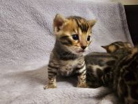 Bengal kitten mit oder ohne Stammbaum