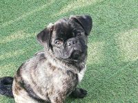 Altdeutscher Mops als Deckrüde, mit Zuchtzulassung. KEIN VERKAUF!!!