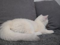 Bkh silver shaded point mit Stammbaum