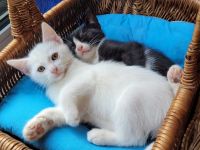 Katzenbaby Babykatze Kitten