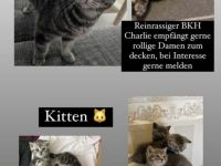 BKH Deckkater black silver Classic