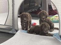 Bezaubernde Bedlington Terrier Welpen