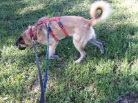 2j Mischlingsrüde event Herdenschutzhundmix