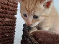 Wunderschöne Kitten