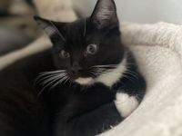 BKH Mix 12 Wochen alt