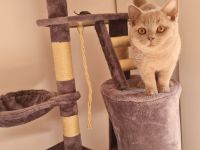 BKH Katze 3 Monate Alt