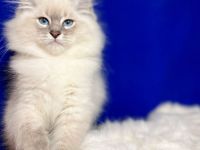 Neva Masquarade kitten mit Stammbaum