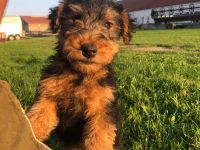 Welsh Terrier