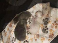 3 wunderschöne Bkh kitten