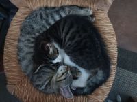 Katzenbabys suchen ein Zuhause