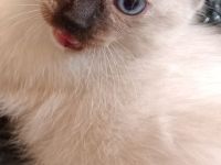 Wunderschöne Ragdoll Siam Red Point Kitten