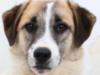 Taro, geb. ca. 08/2018, lebt in GRIECHENLAND, im städt. Tierheim Serres