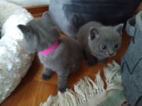 Kartäuser Rasse Kitten zauberhaft