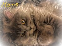 Fünf kleine Perserchen suchen ein Zuhause