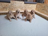 Labradoodle-Welpen, F2 Generation