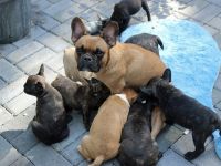 Französische Bulldoggen Welpen mit AT aus umfangreich untersuchter Verpaarung