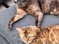 Minni & Simba abzugeben