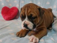 Continental Bulldog-Welpen