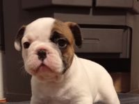 Französische Bulldogge