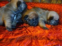 Französische bulldogge