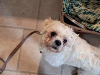 Shi Tzu - Malteser - Mischlingsrüde