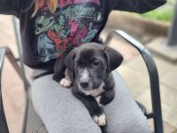 Diese 5 Labrador Dogge Bully XL Mischlingswelpen suchen ein Zuhause