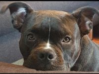 American Bully Pocket