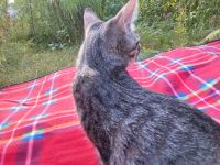 Süße 4 Katzenbabys abzugeben