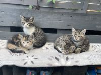 Kitten suchen noch ein Zuhause