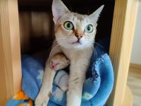 Singapurakitten, beste Linien, Liebeskatze, kleinste Katze