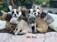 Reinrassige bezaubernde Französische Bulldoggen Welpen in seltenen superschönen Sonderfarben