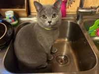 Britisch Kurz Haare Babys suche eine neue Familie