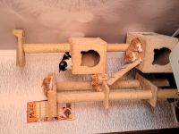 Main Coon Kitten (Sehr Liebevoll und Kuschelig)