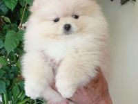 Pomeranian Zwergspitz Rüde abzugeben