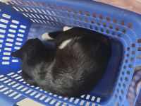 2 Katzen suchen drigend ein Zuhause