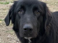 Avery, geb. ca. 01/2022, lebt in GRIECHENLAND, auf einem Gelände