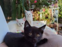 Süßes schwarzes Kitten in liebevolle Hände abzugeben