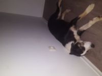 Schweizer Sennen Aussie Border Mix