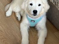 Golden Retriever Welpe