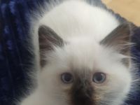 2 süß junge Ragdoll suchen neu Familie