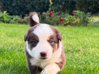 Border Collie Welpen