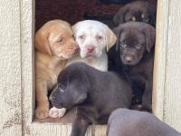 Unser neuer Wurf von 8 Labrador Retrievern sucht ihr Zuhause für immer.