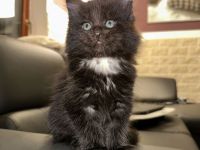 Main Coon Kitten 2Kater
